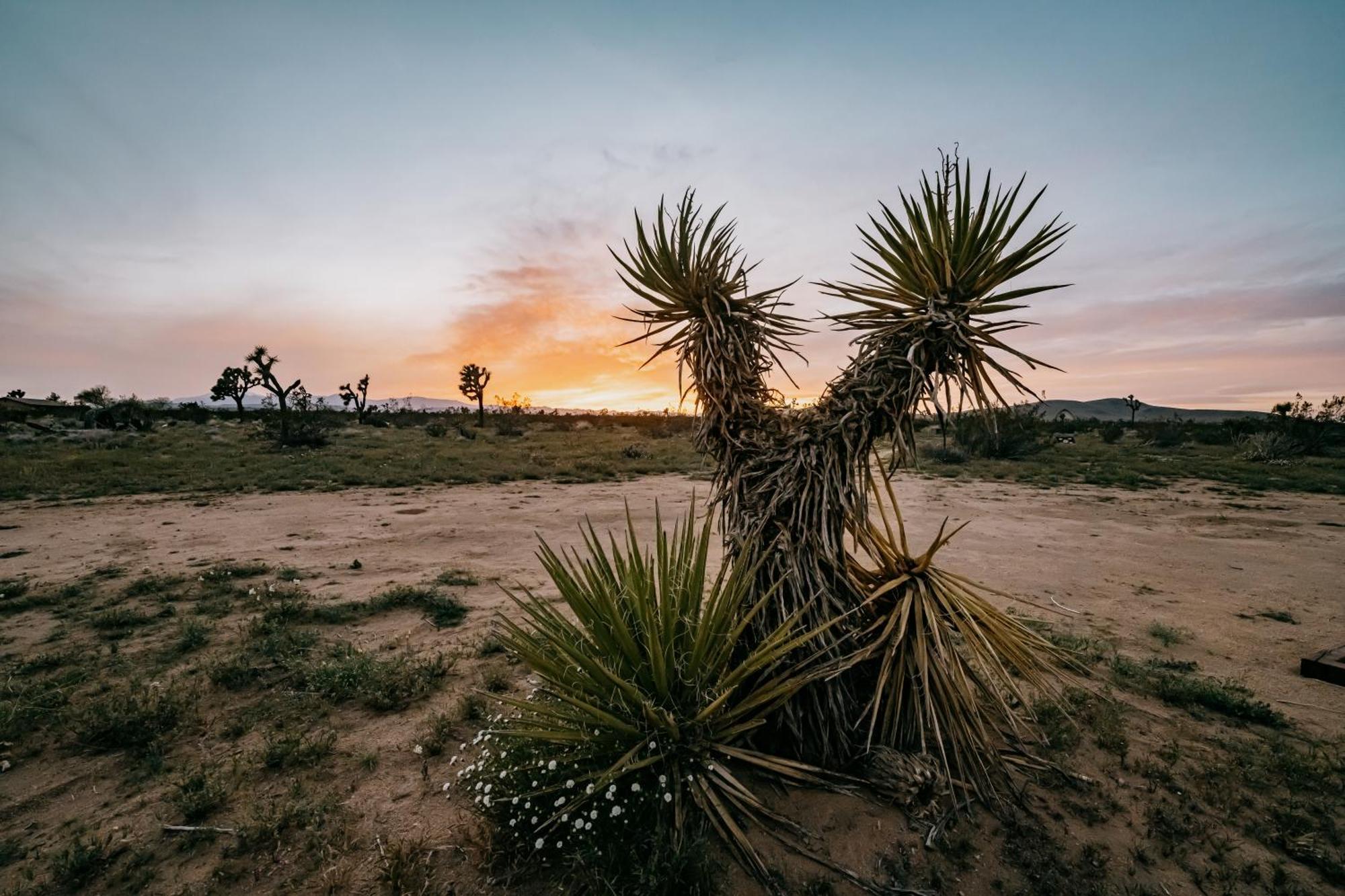 Coyote Tracks - A Modern Desert Experience Villa Joshua Tree Eksteriør bilde
